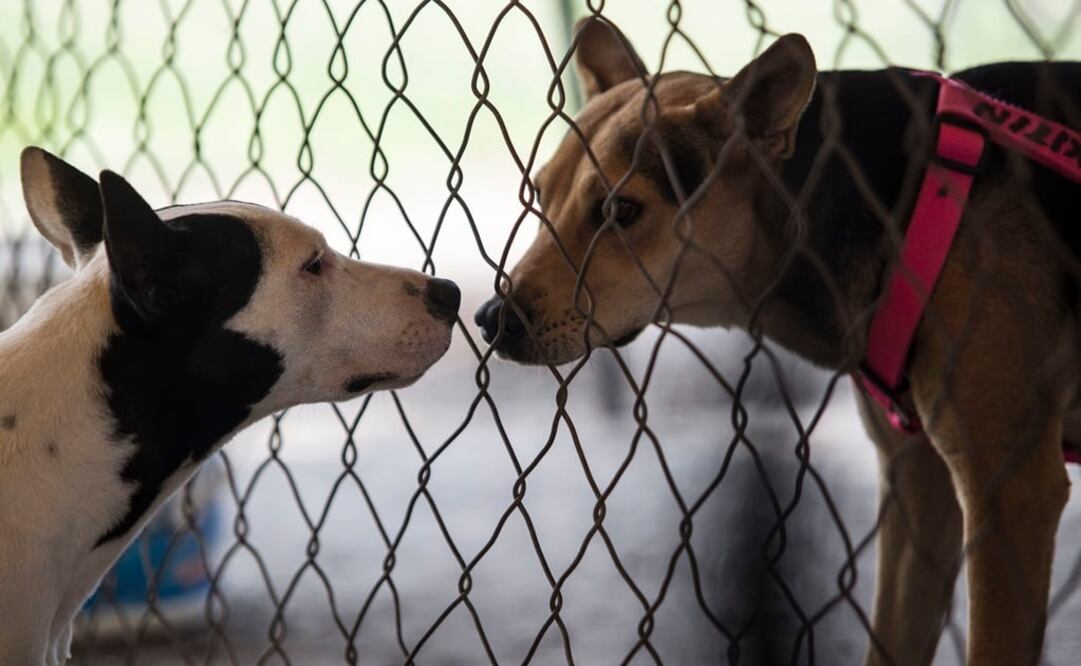 Imagen ilustrativa (Foto Archivo)