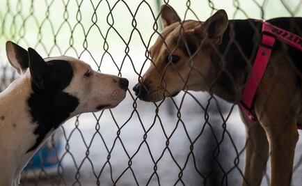 PVEM llama a no comprar animales como regalos navideños