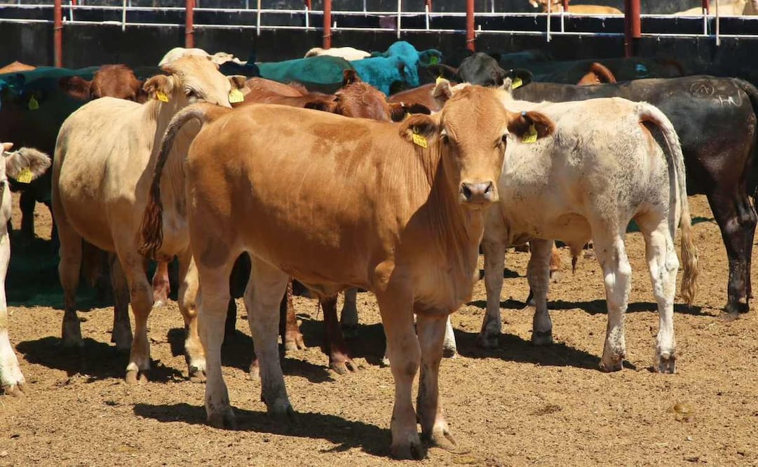 Cruzan las primeras cabezas de ganado hacia Estados Unidos desde Agua Prieta, Sonora. Foto: Especial