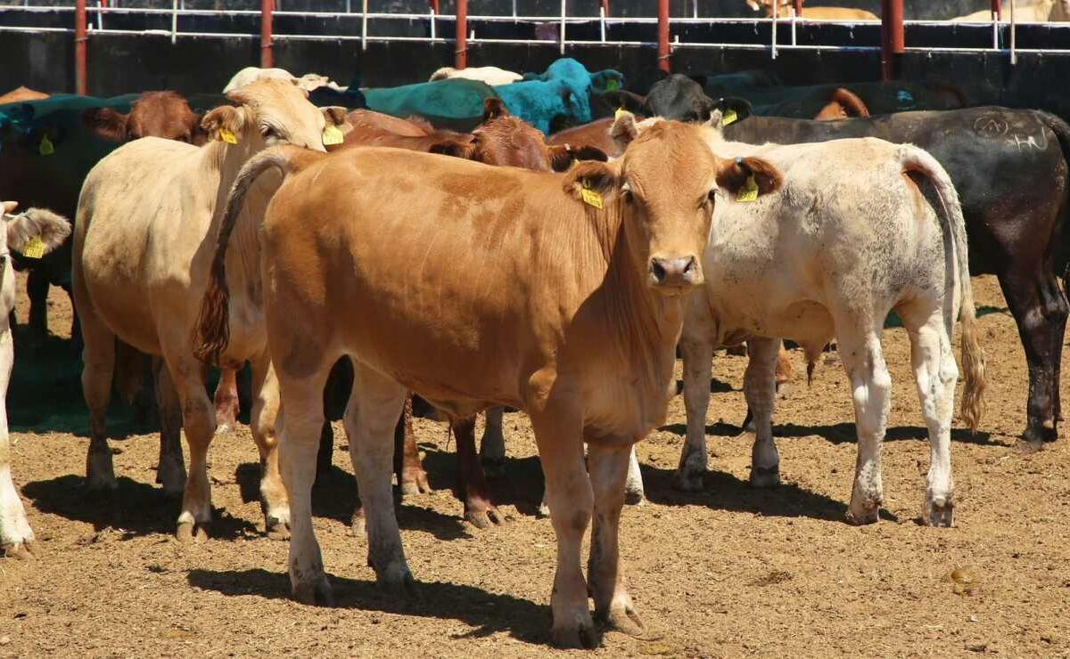 EU anuncia nuevo cierre de frontera al paso del ganado mexicano; detectan nuevo caso de gusano barrenador en Veracruz | El Universal