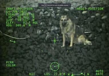 VIDEO: Guardia Costera de EU rescata a pastor alemán en una playa de Oregon