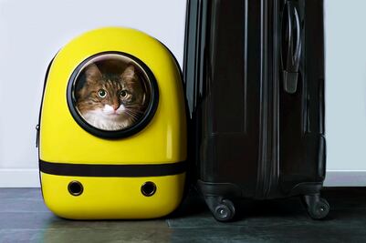 Viajar con el michi: ¿me puedo llevar de vacaciones a mi gato?