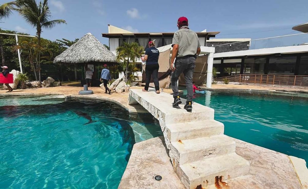 Los ejemplares corresponden a una especie que no tiene presencia natural en los mares mexicanos. | Foto: Especial.