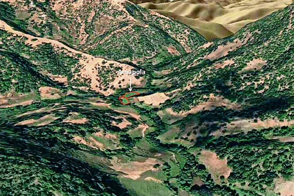 ONU: México, tercer productor de amapola