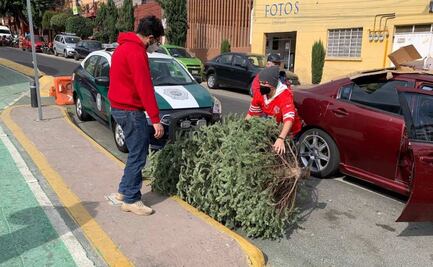 Alcaldía Miguel Hidalgo recibirá árboles de Navidad naturales para reciclarlos  
