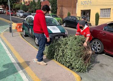 Alcaldía Miguel Hidalgo recibirá árboles de Navidad naturales para reciclarlos