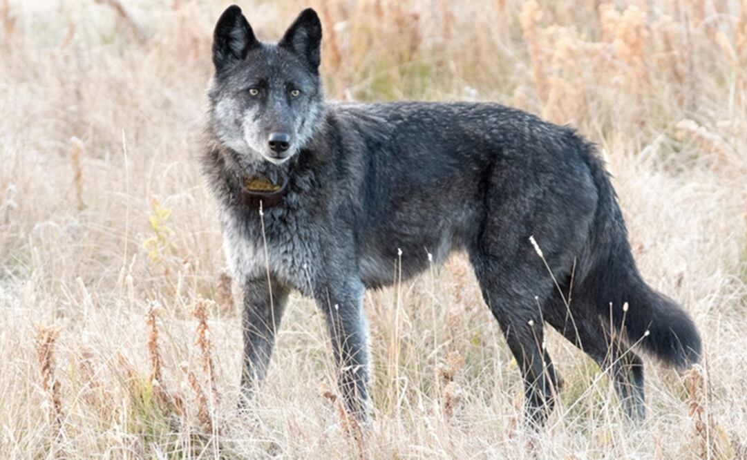 Spitfire dejó huérfanos a 5 cachorros de lobo nacidos en otoño pasado. Foto: Twitter @SierraClub