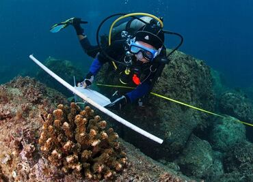 Científicos mexicanos descubren nueva especie de anémona de mar