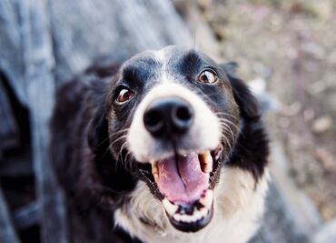 ¿Para qué sirven los bigotes de los perros?