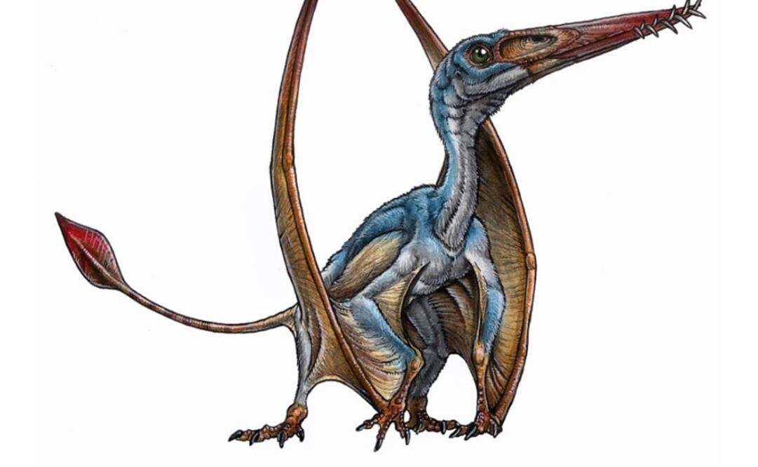 Reconstrucción de pterosaurio por el paleoartista Gabriel Lío. (FOTO: MEF)
