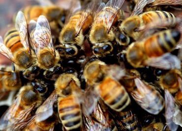 Abejas atacan a alumnos de primaria en Mazatlán