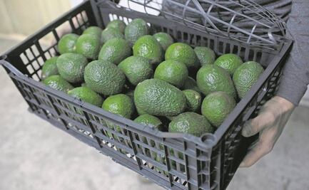 Estados Unidos da luz verde para reanudar inspección e importación de aguacate de Michoacán