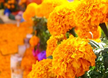 Flower Festival in downtown Mexico City