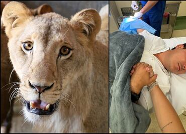 Alcalde de García es agredido por un león; el animal había sido rescatado