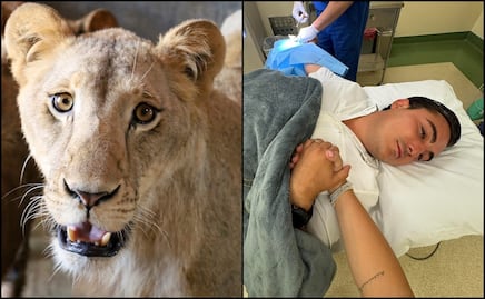 Alcalde de García es agredido por un león; el animal había sido rescatado