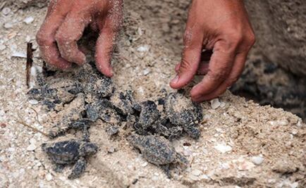 California couple indicted for smuggling sea turtle eggs from Mexico