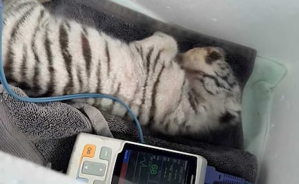 Tigresa nacida en Ecopark Matamoros, se encuentra grave; fue aplastada por su mamá