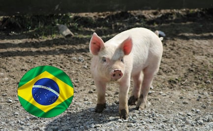 Brasil crea el primer cerdo clonado de Latinoamérica; buscan producir órganos para humanos en sistema público