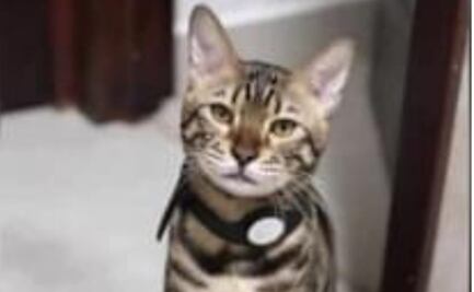 Aparece Zeus, el gatito por el que ofrecían 20 mil pesos de recompensa