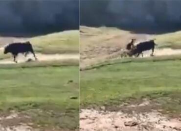 VIDEO. Toro embiste a ciclista en plena carrera de montaña en EU