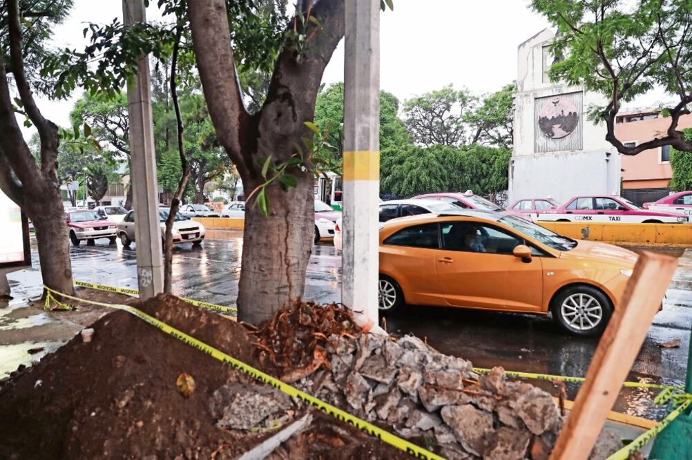 Por el trazo y las obras de la nueva línea del Metrobús se talarán 685 árboles en zonas como Ticomán y Montevideo. (ARCHIVO EL UNIVERSAL)