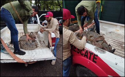Caimán sorprende a vecinos de una comunidad de Navolato, Sinaloa