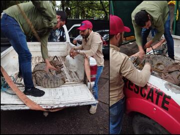 Caimán sorprende a vecinos de una comunidad de Navolato, Sinaloa