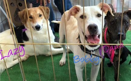 Perritos rescatados de tacos en Tultitlán buscan hogar