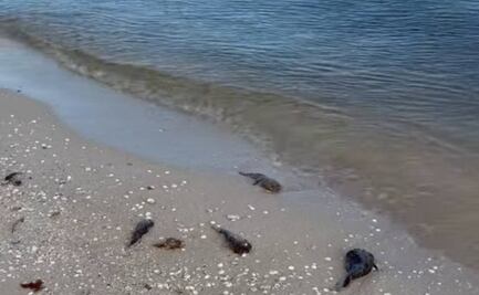 Avanza marea roja en Yucatán; algas tóxicas llegan a otras partes del estado