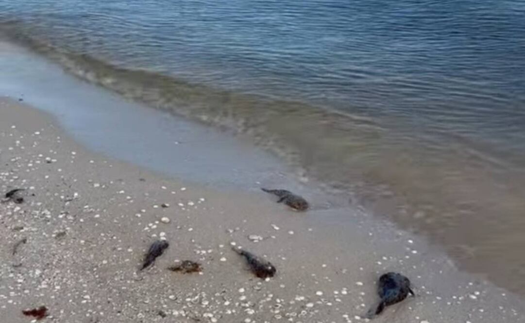 Avanza marea roja en Yucatán (14/08/2025). Foto: Especial