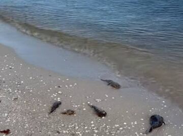 Avanza marea roja en Yucatán; algas tóxicas llegan a otras partes del estado