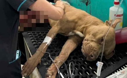 Detienen a agresor de "Jefazo", perrito asesinado a machetazos en Pachuca, Hidalgo