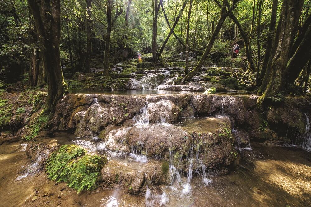 El Cielo es una Área Natural Protegida desde 1985.  (Foto: Cortesía Secretaría de Turismo de Tamaulipas) 
