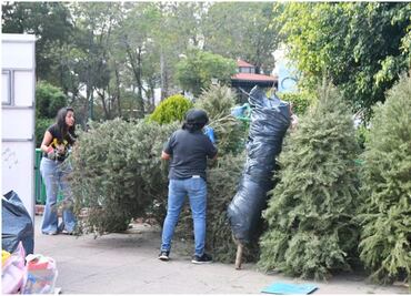 ¿Dónde reciclar mi árbol de Navidad? Azcapotzalco lanza campaña de acopio