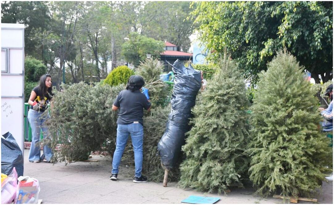 Acopio de árboles de Navidad naturales: Foto: Especial