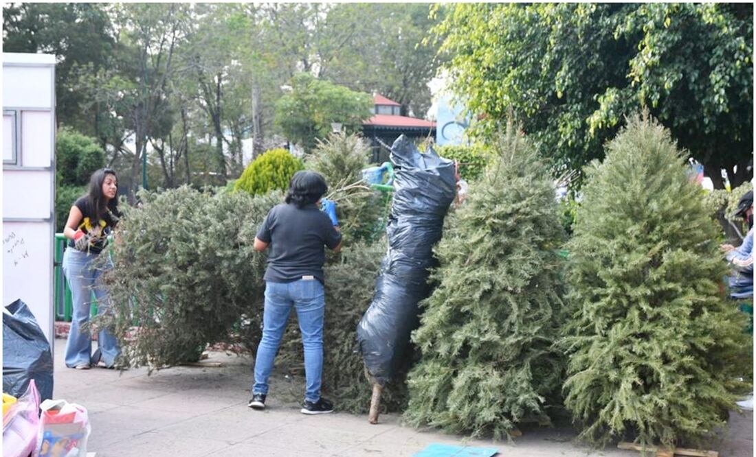 Acopio de árboles de Navidad naturales: Foto: Especial