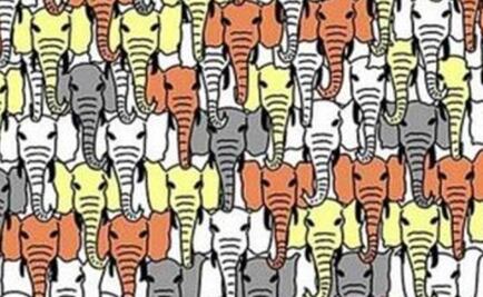 Nuevo reto. Encuentra al oso entre elefantes