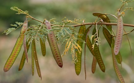 Cuáles son los beneficios y riesgos de comer guaje
