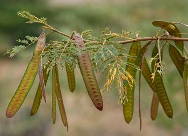 Cuáles son los beneficios y riesgos de comer guaje