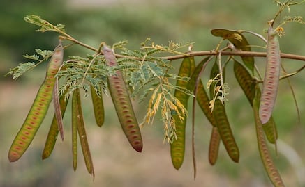 Cuáles son los beneficios y riesgos de comer guaje