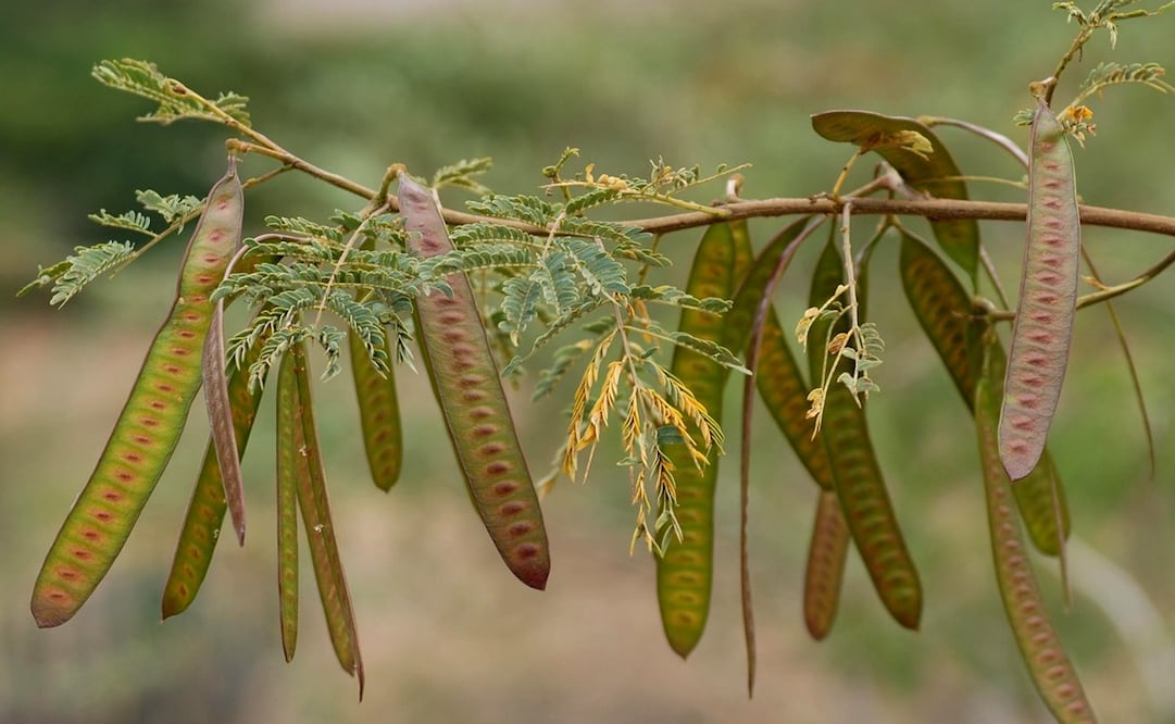 El guaje se consume en platillos típicos del  suroeste de México. Foto: Pixabay