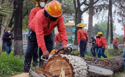 Plaga provoca derribo de 293 árboles en parque de Pachuca