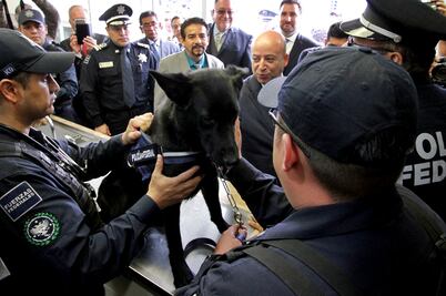 Entregan 30 oficiales caninos a la PF para combate a la delincuencia
