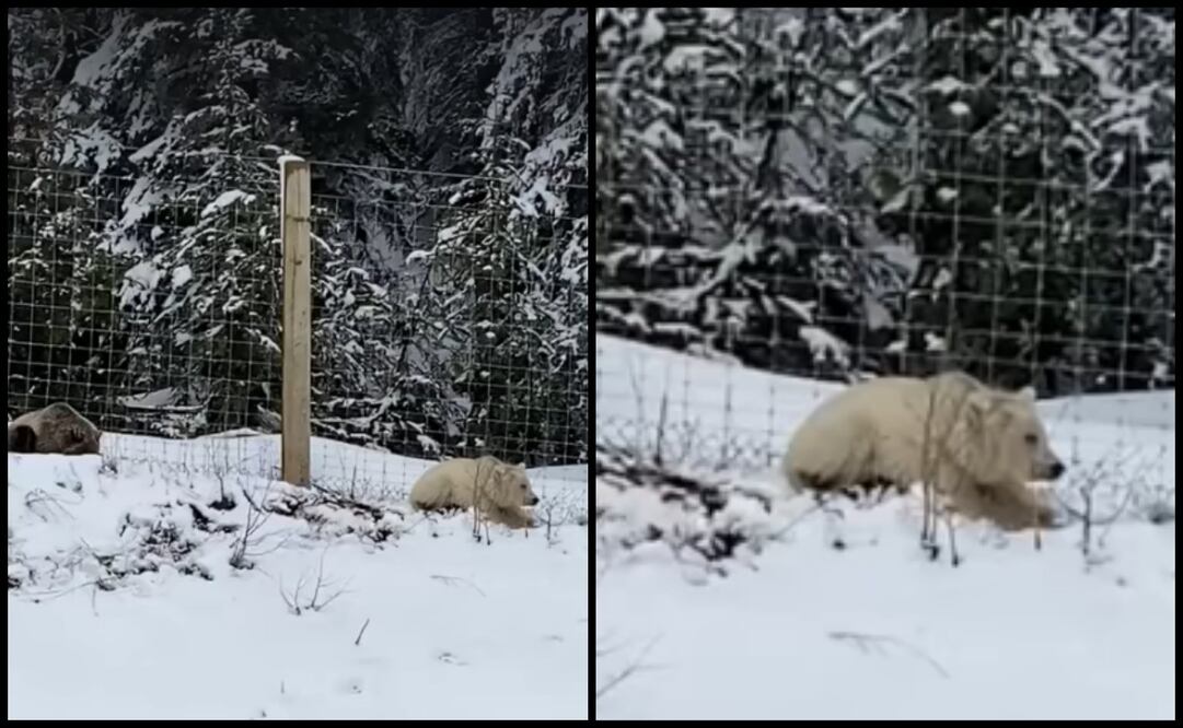 El oso grizzly blanco fue captado en el Parque Nacional Banff, en la provincia de Alberta. Foto: Captura