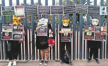 Insisten en que elefanta Ely vaya a un santuario