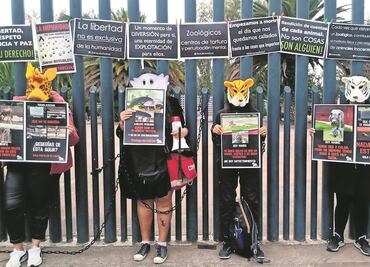 Insisten en que elefanta Ely vaya a un santuario