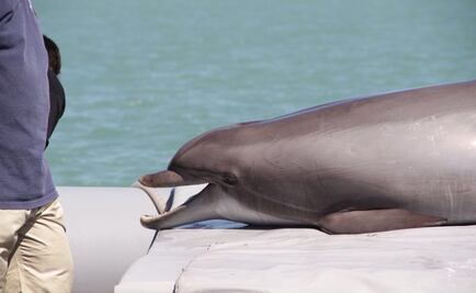 Delfines de la Armada de EU buscarán a las vaquitas marinas