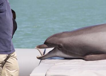 Delfines de la Armada de EU buscarán a las vaquitas marinas