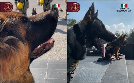 Arkadas, perrito que Turquía regaló a México, participa en desfile militar este 16 de septiembre