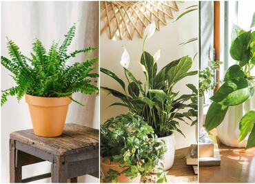 Temporada de calor en México; 5 plantas efectivas contra las altas temperaturas